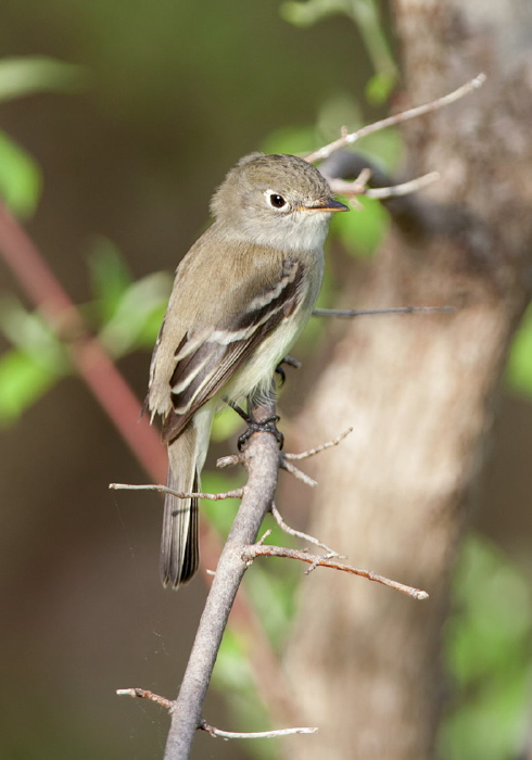 Empidonax minimus Tyrannidae