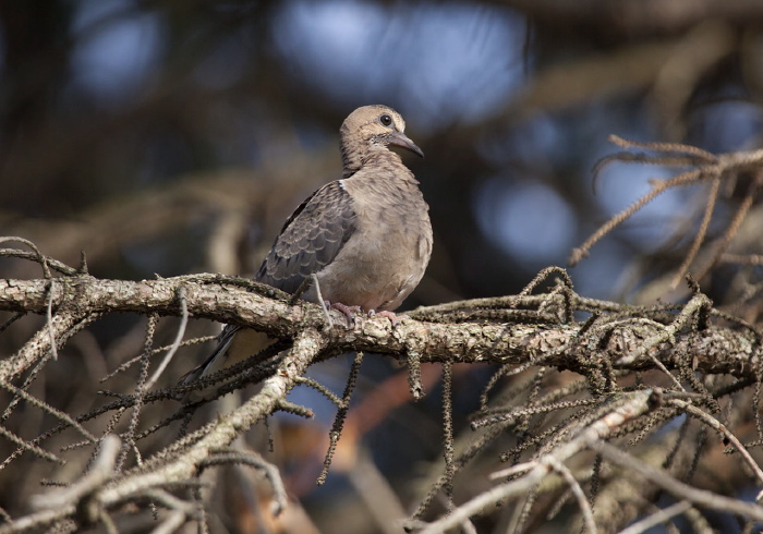 Zenaida macroura Columbidae