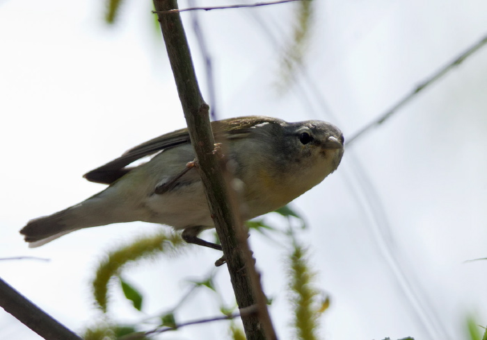 Oreothlypis peregrina Parulidae