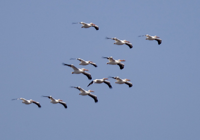 Pelecanus erythrorhynchos Pelecanidae