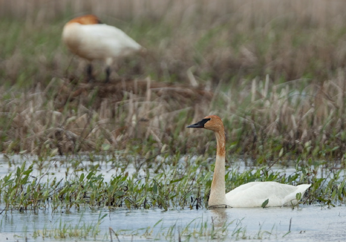 Cygnus buccinator Anatidae