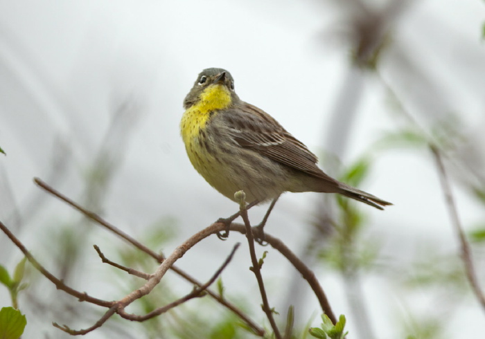 Setophaga kirtlandii Parulidae