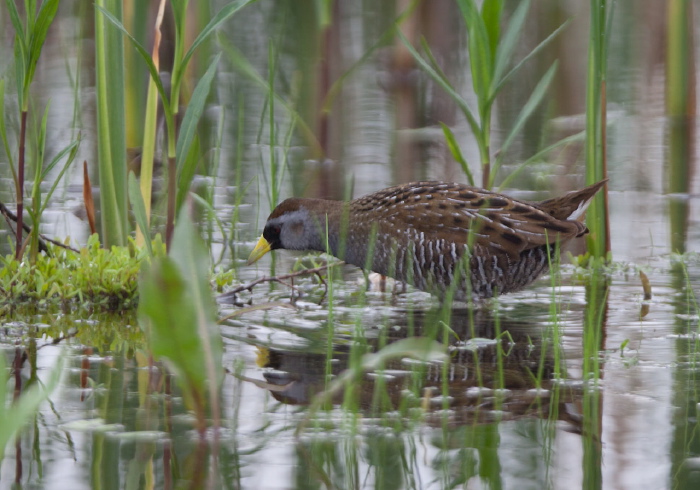 Porzana carolina Rallidae