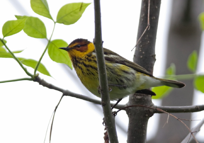 Setophaga tigrina Parulidae