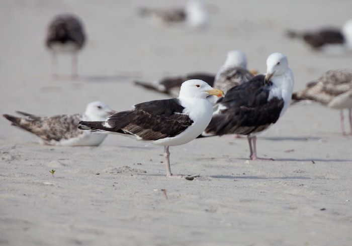 Larus marinus Laridae