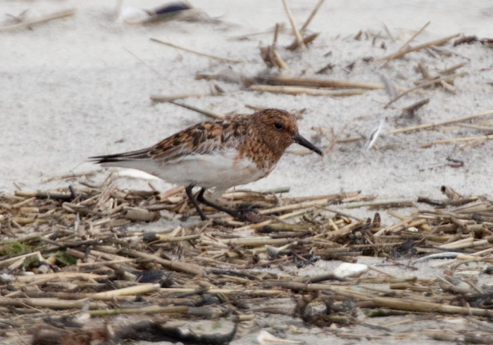 Calidris alba Scolopacidae