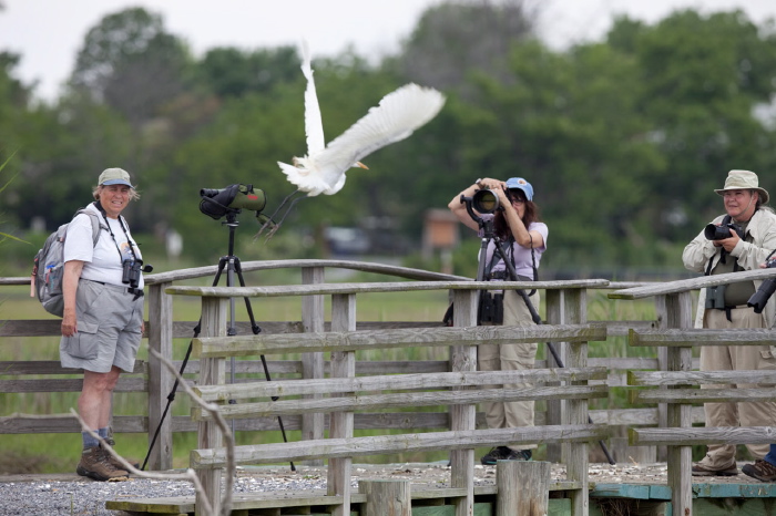 Ardea alba Ardeidae