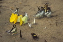 butterflies_at_minera_71947