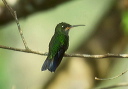 green-crowned_brilliant_019