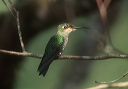 green-crowned_brilliant_04