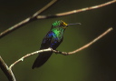 green-crowned_woodnymph