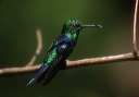 green-crowned_woodnymph_07