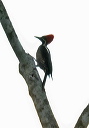 lineated_woodpecker_01