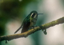 speckled_hummingbird_19