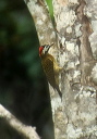 spot-breasted_woodpecker_54