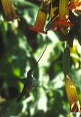 sword-billed_hummingbird