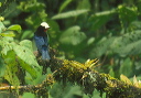 white-capped_tanager