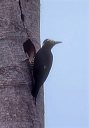 yellow-tufted_woodpecker_04