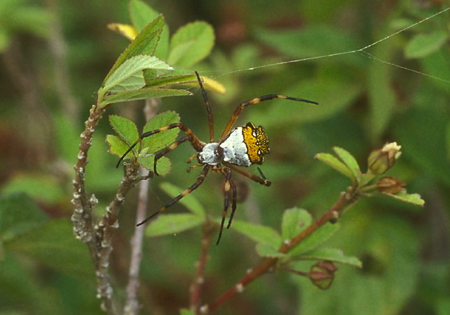 Argiope argentata Araneidae