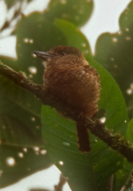 Nystalus radiatus Bucconidae