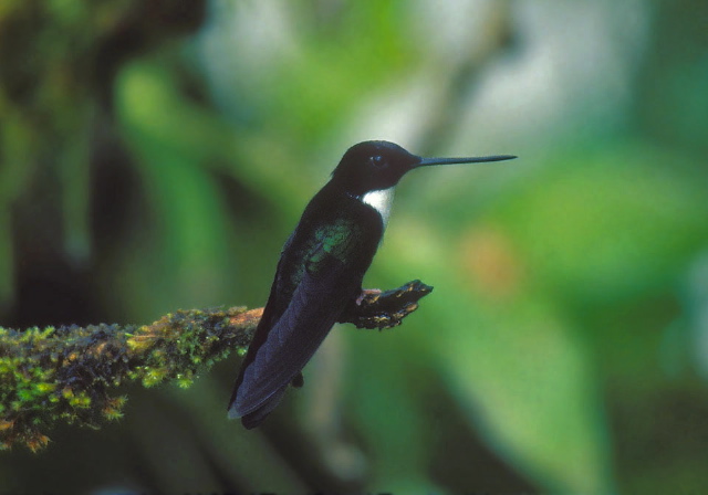 Coeligena torquata Trochilidae