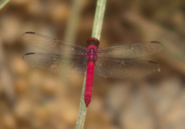 Orthemis schmidti? Libellulidae