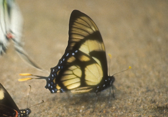 Eurytides dolicaon Papilionidae