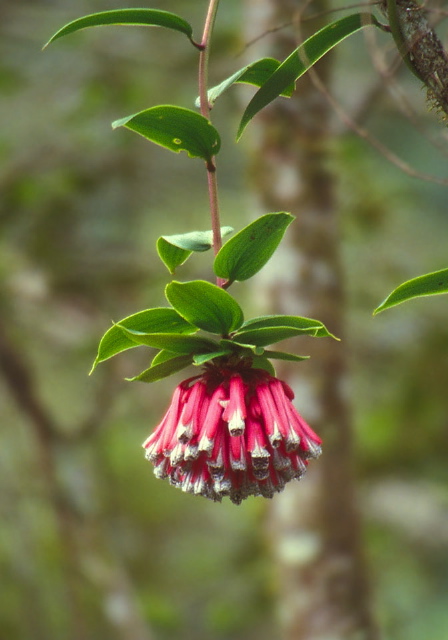 Bomarea Pardina? Alstroemeriaceae