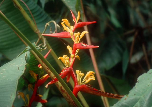 Heliconia Heliconiaceae