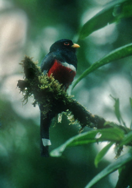 Trogon personatus Trogonidae