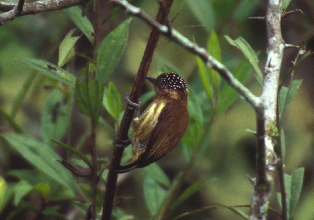 Picumnus olivaceus Picidae
