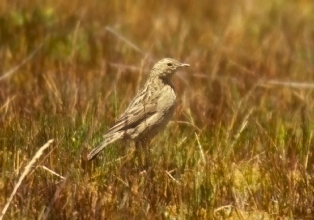 Anthus bogotensis Motacillidae