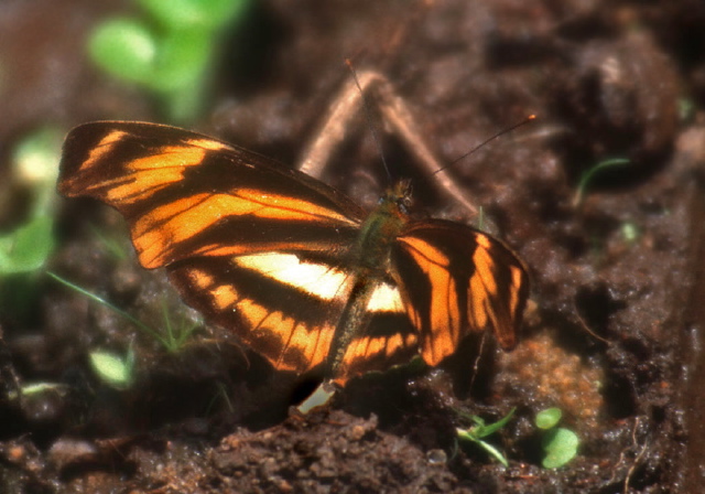 Podotricha judith Nymphalidae