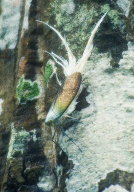 Pterodictya reticularis Fulgoridae