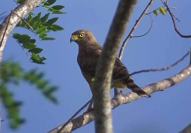 Buteo magnirostris Accipitridae