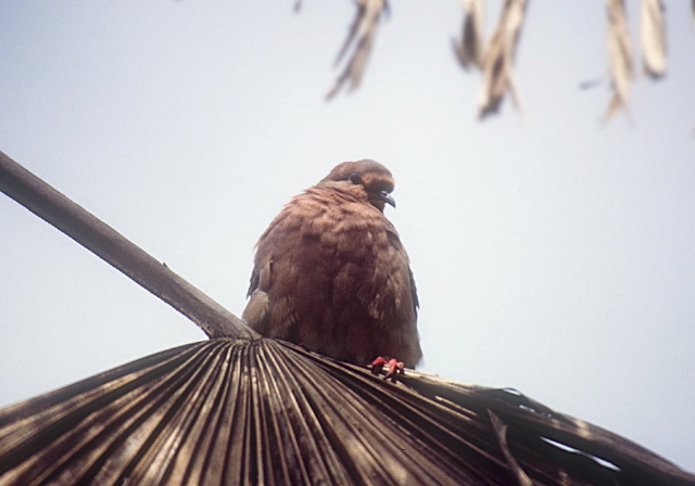 Patagioenas subvinacea Columbidae