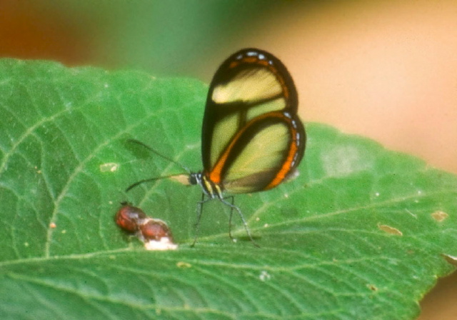 Pteronymia vestilla Nymphalidae