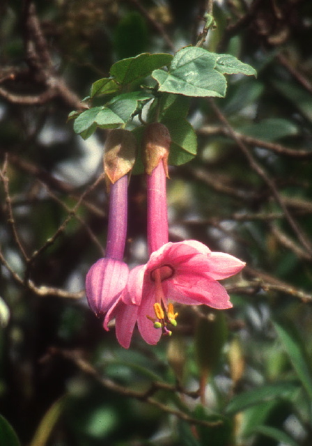 Passiflora cumbalensis? Passifloraceae