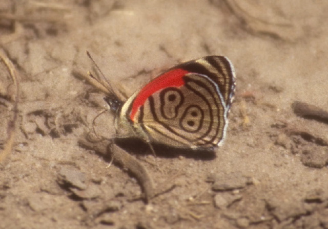 Diaethria Nymphalidae