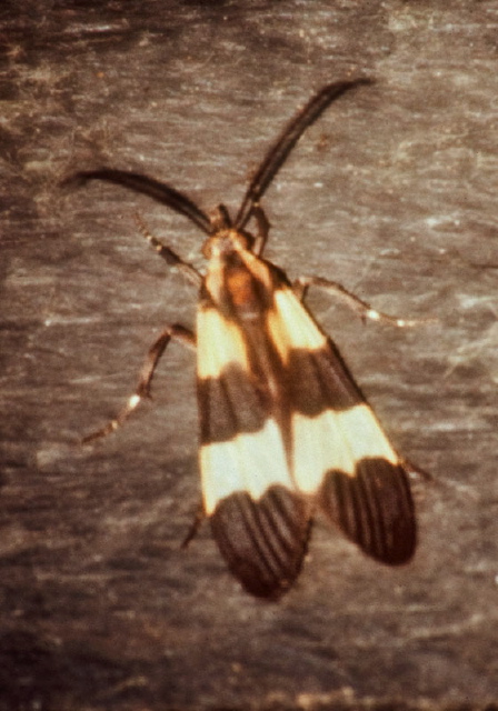 Correbia lycoides Arctiidae