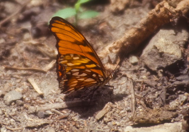 Dione juno Nymphalidae