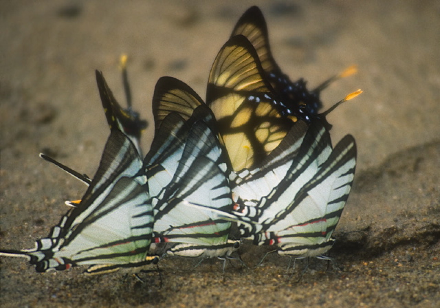 Protographium agesilaus Papilionidae