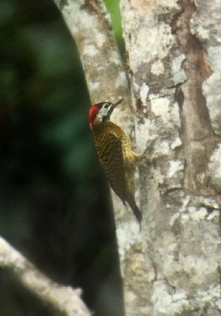 Colaptes punctigula Picidae