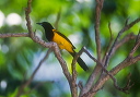 black-cowled_oriole_0039
