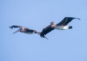 brown_pelican_0043