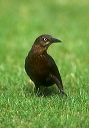 great-tailed_grackle_0026