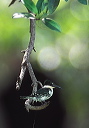green_kingfisher