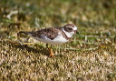 semipalmated_plover_0210