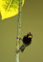 yellow-faced_grassquit