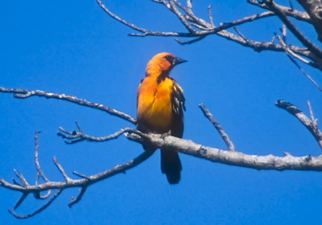 Icterus gularis Icteridae